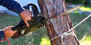 Professional Tree Services in Montrose, NY